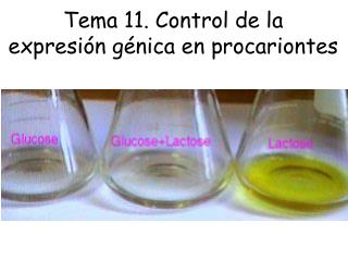 Tema 11. Control de la expresión génica en procariontes