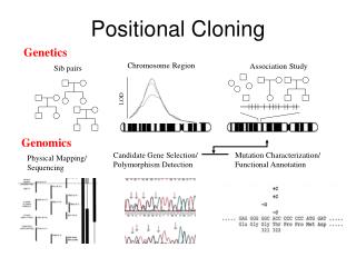 Positional Cloning