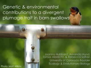 Genetic &amp; environmental contributions to a divergent plumage trait in barn swallows