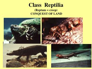 Class Reptilia (Reptum = creep) CONQUEST OF LAND
