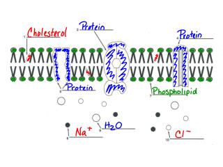 Movement thru a membrane pkt