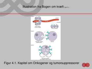 Illustration fra Bogen om kræft figur 4.1.