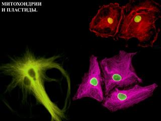 МИТОХОНДРИИ И ПЛАСТИДЫ.