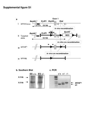 Supplemental figure S1