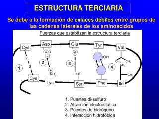 ESTRUCTURA TERCIARIA