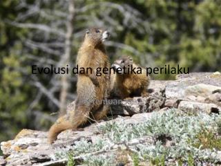 Evolusi dan genetika perilaku