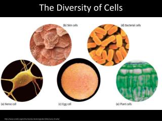 The Diversity of Cells