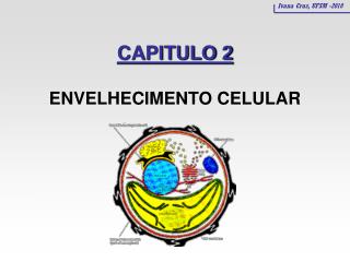 CAPITULO 2 ENVELHECIMENTO CELULAR