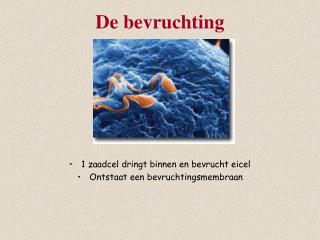 De bevruchting