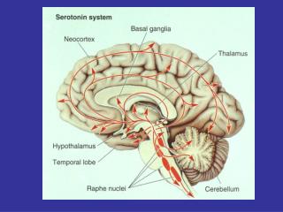 Location of Serotonin Neurons in the Raphe Nuclei