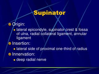 Supinator