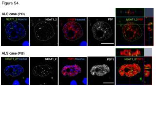 ALS case ( PtB )