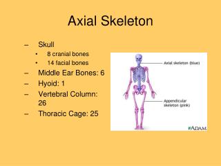 Axial Skeleton