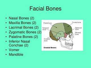 Facial Bones