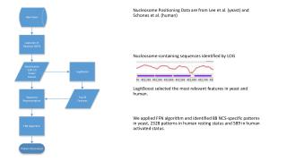 Nucleosome Positioning Data are from Lee et al. (yeast) and Schones et al. (human)