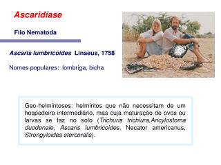 Ascaris lumbricoides Linaeus, 1758 Nomes populares: lombriga, bicha