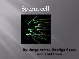 Sperm cell