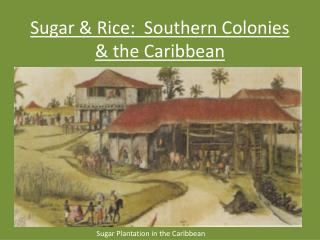 Sugar &amp; Rice: Southern Colonies &amp; the Caribbean