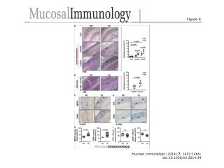 Mucosal Immunology (2014) 7 , 1452-1466; doi:10.1038/mi.2014.34