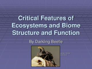 Critical Features of Ecosystems and Biome Structure and Function