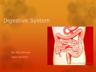 Digestive System