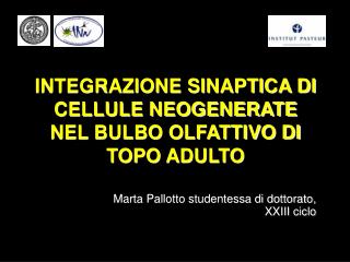 INTEGRAZIONE SINAPTICA DI CELLULE NEOGENERATE NEL BULBO OLFATTIVO DI TOPO ADULTO