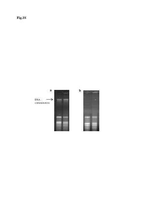 DNA contamination