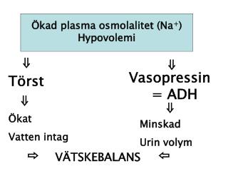 Ökad plasma osmolalitet (Na + ) Hypovolemi