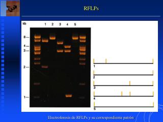 RFLPs