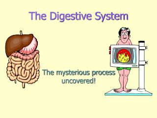 The Digestive System