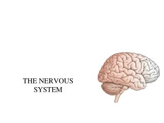 THE NERVOUS SYSTEM