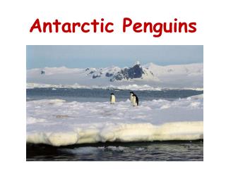 Antarctic Penguins