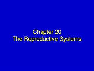 Chapter 20 The Reproductive Systems