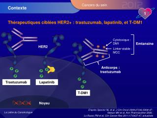 Thérapeutiques ciblées HER2+ : trastuzumab, lapatinib, et T-DM1