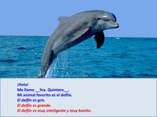 ¡Hola! 	Me llamo __Sra. Quintero__. 	Mi animal favorito es el delfín. 	El delfín es gris.