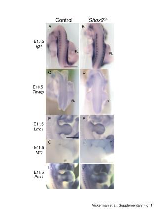 Vickerman et al., Supplementary Fig. 1