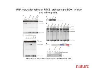 J Popow et al. Nature 000 , 1-4 (2014) doi:10.1038/nature13284