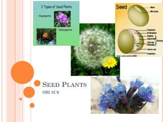 Seed Plants