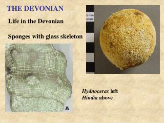 THE DEVONIAN