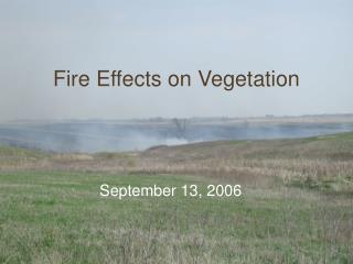Fire Effects on Vegetation
