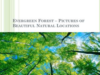 Evergreen forest – pictures of beautiful natural locations