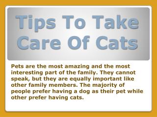 Tips To Take Care Of Cats