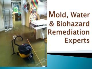 Mold, Water & Biohazard Remediation Experts