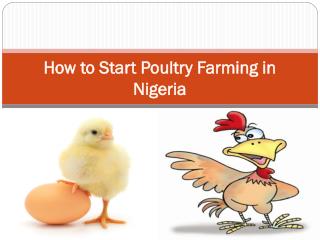 How to Start Poultry Farming in Nigeria