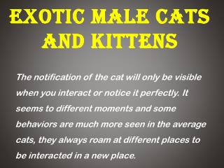 Exotic Male Cats and Kittens