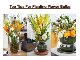 Top Tips For Planting Your Favorite Bulbs