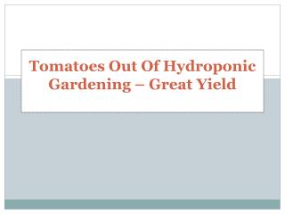 Tomatoes Out Of Hydroponic Gardening – Great Yield