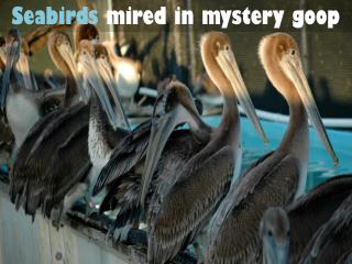 Seabirds mired in mystery goop