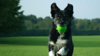 The Basic Commands For Dog Training