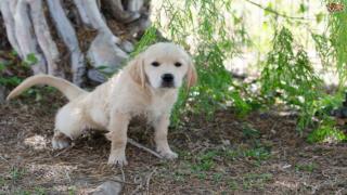 Training Your Puppy – Eliminating Biting Behaviors